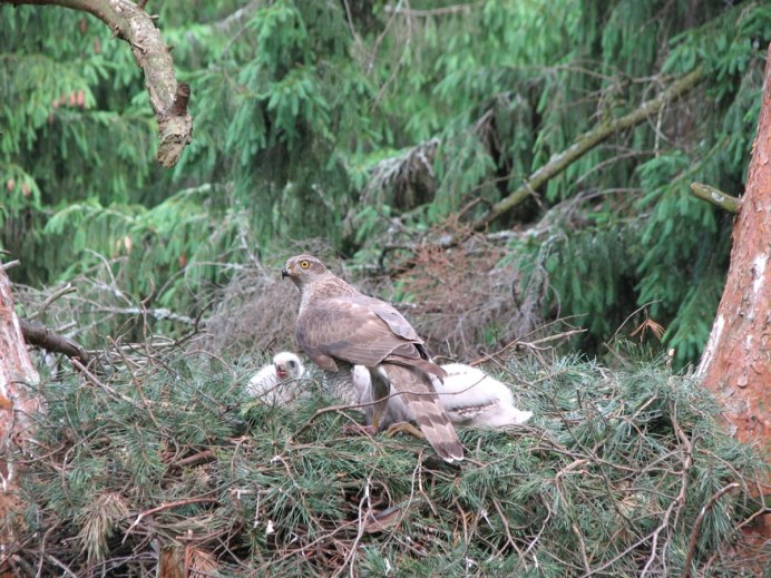 Скопа гнездо