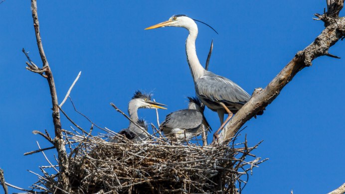 Необычные места гнездования птиц