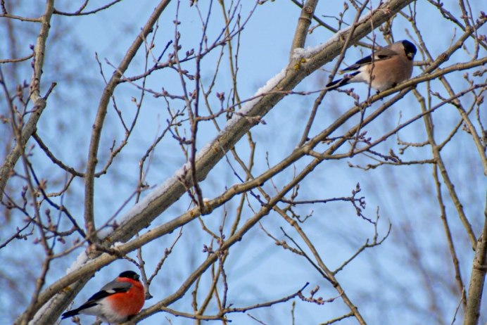 Птенцы Цапли в гнезде