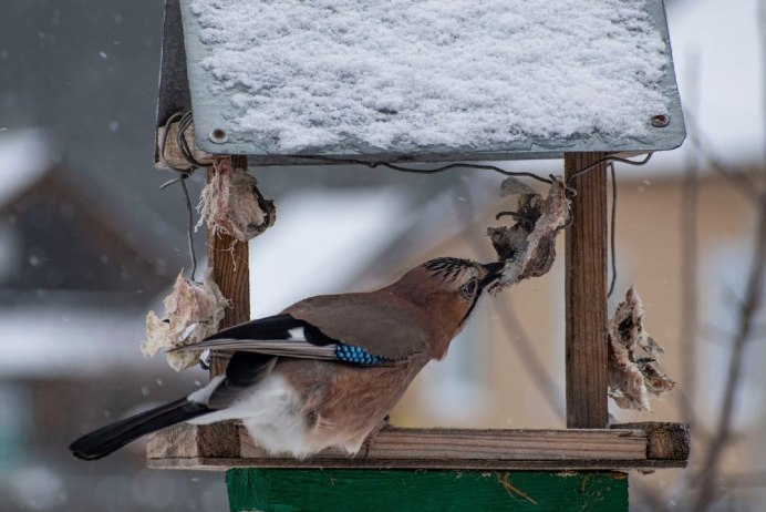 А птицы были не простые у каждой птицы