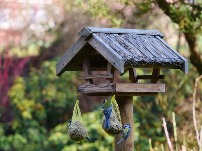 Места кормления птиц