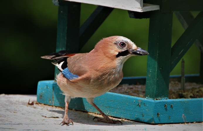 Рябинник, Дрозд-рябинник гнездо