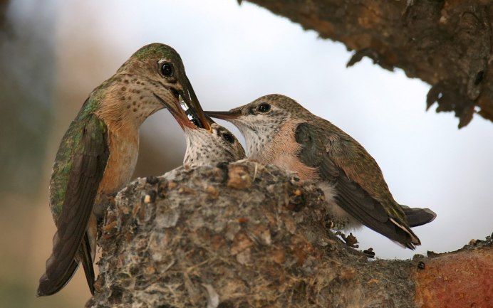 Места кормления птиц