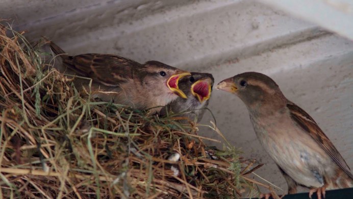 Скворечник в лесу