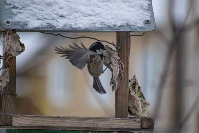 А птицы были не простые у каждой птицы