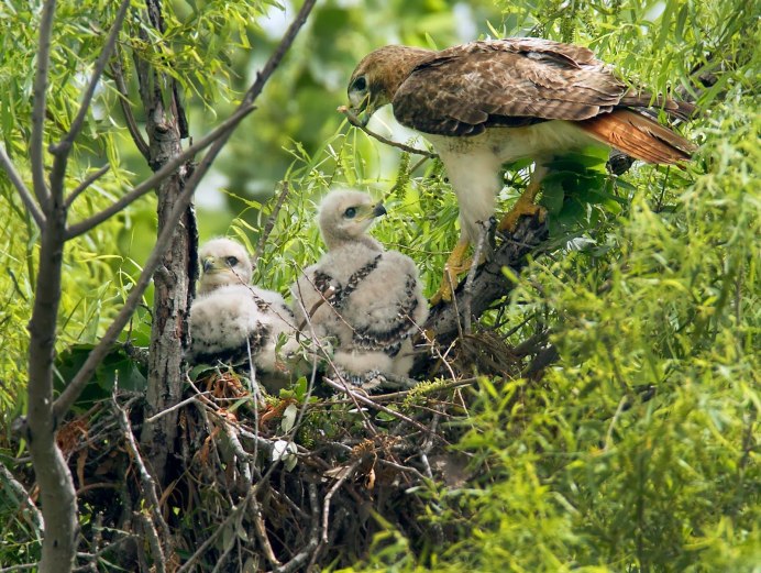 Золотой шалашник