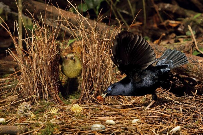 Конкуренция птиц