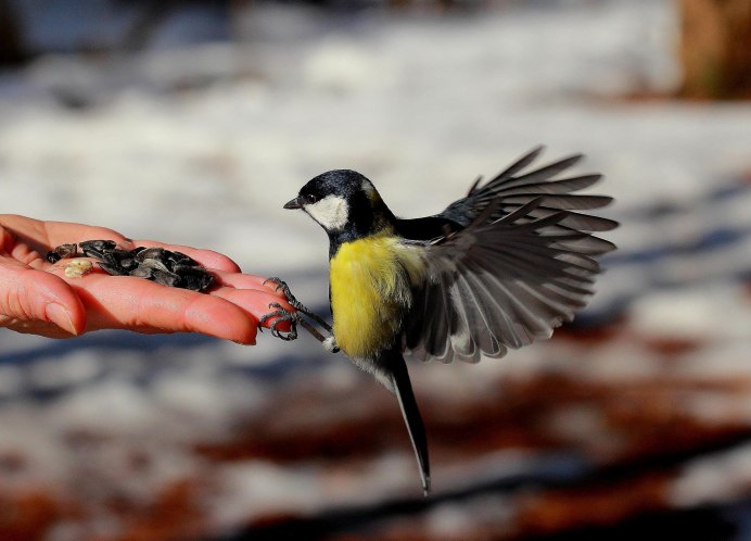 Место для птичек