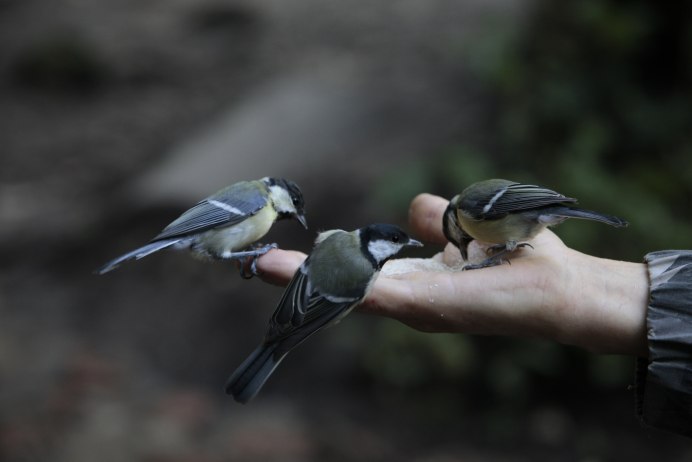 Гнездовье баклана