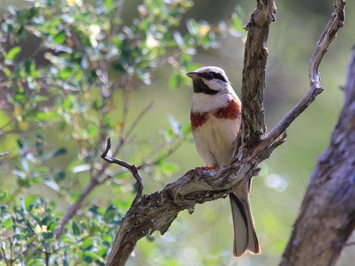 Стая Тупиков