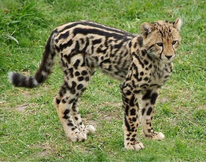- Снежный Барс (Panthera uncia