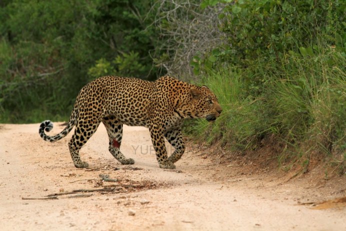 - Снежный Барс (Panthera uncia