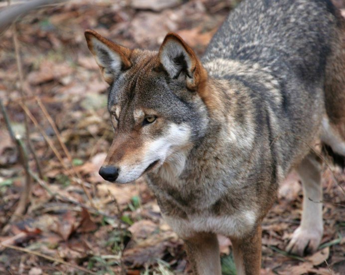 Custer Wolf