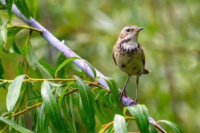 The Bluethroat (Luscinia svecica)