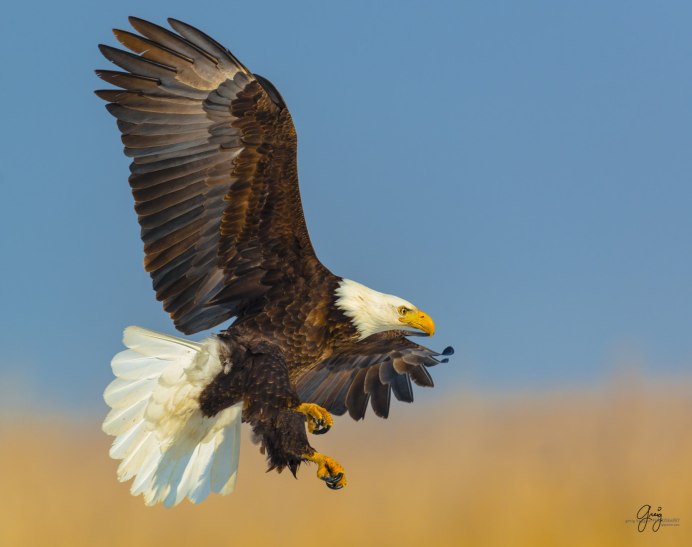 Орлан Сокол ястреб