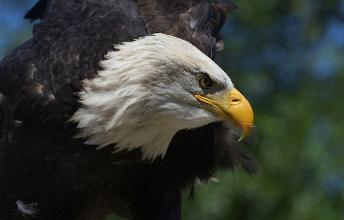 Белоголовый Беркут Дагестан