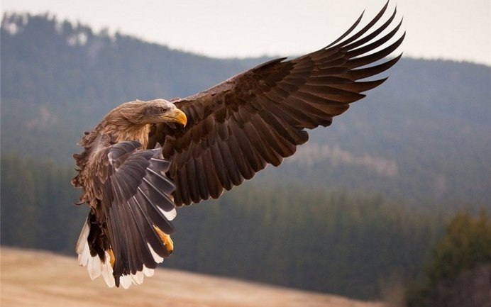 "Белоголовый Орлан"