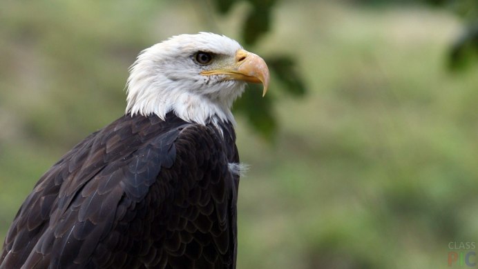 Морские птицы хищники