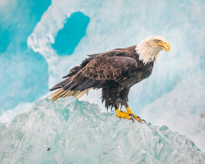 Орлы Беркуты Соколы Ястребы