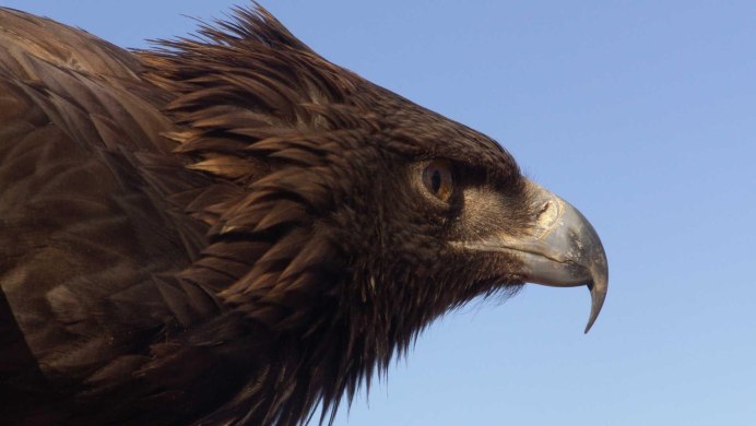 Парящий Орел вид сверху