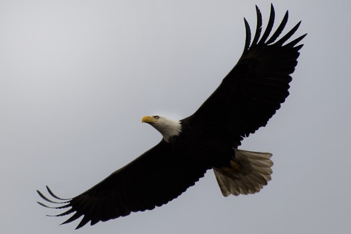 Белоголовый Орлан Северной Америки