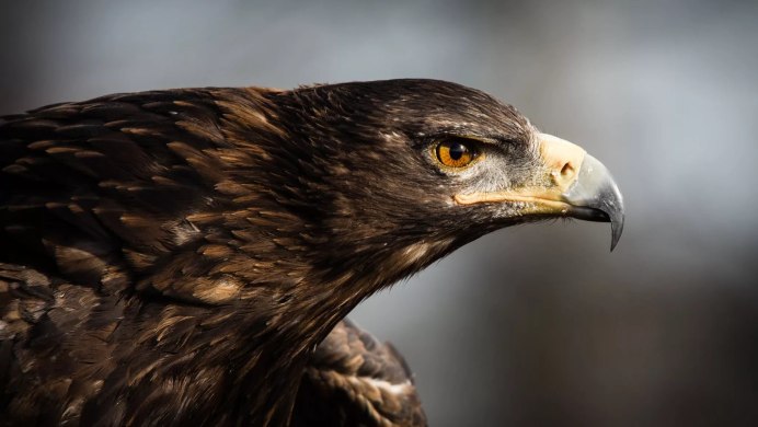 Белоголовый ястреб падальщик