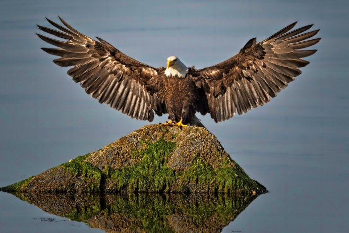 "Белоголовый Орлан"