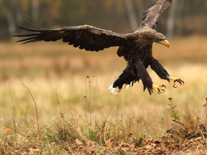 Белоголовый Орлан анфас