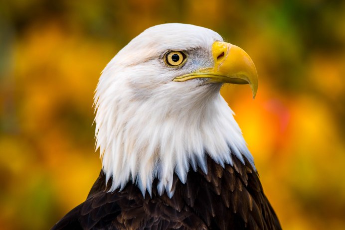 Белоголовый Орел