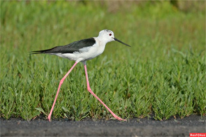 Австралийский ходулочник