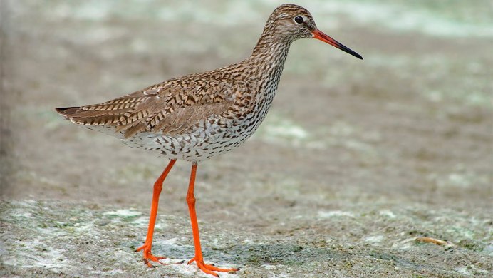 Кроншнеп средний и кроншнеп большой