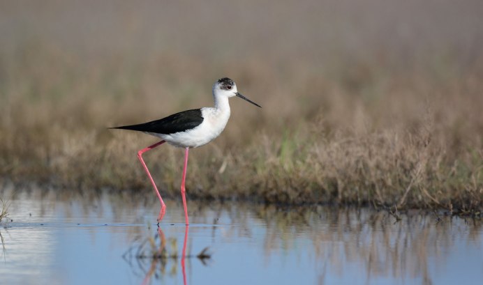 Ходулочник гнездо