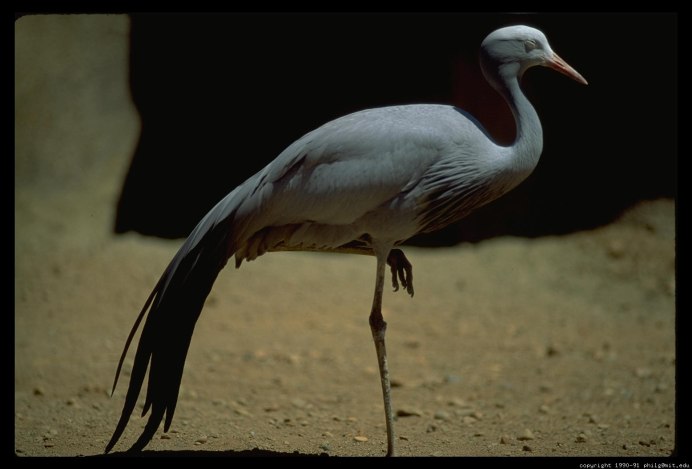 Бело коричневая птица