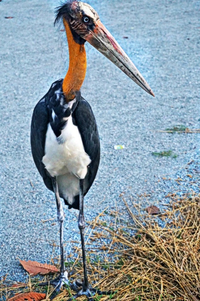 Птица с длинной шеей и длинными ногами
