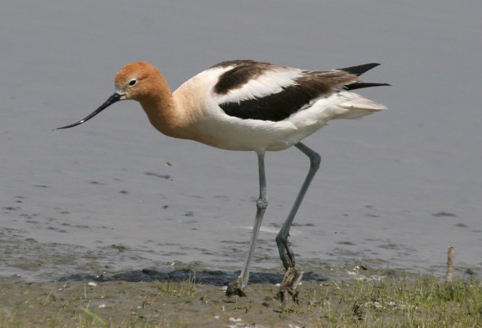 Кулик шилоклювка