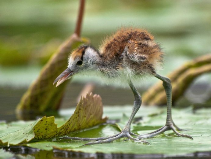 Гребенчатая якана