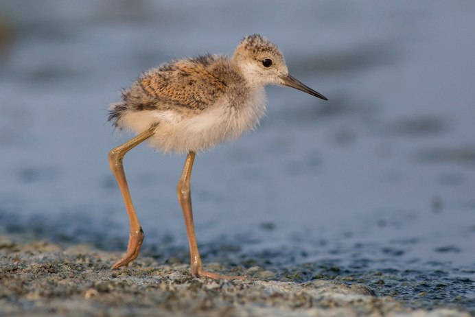 Олуша птица