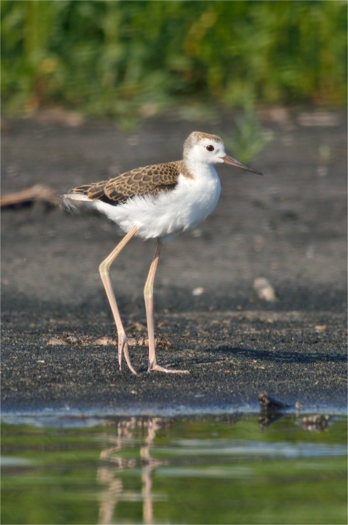 Ходулочник птица