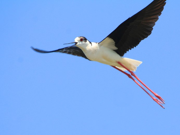 Птица с длинным клювом