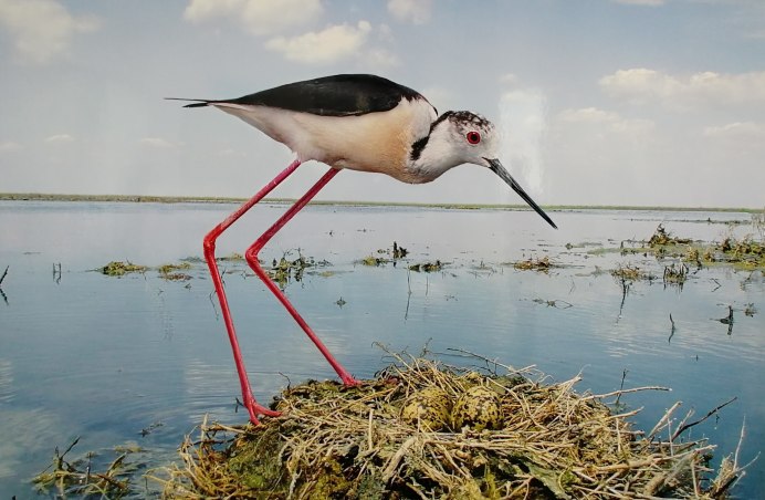 Галапагосские острова голубоногая олуша