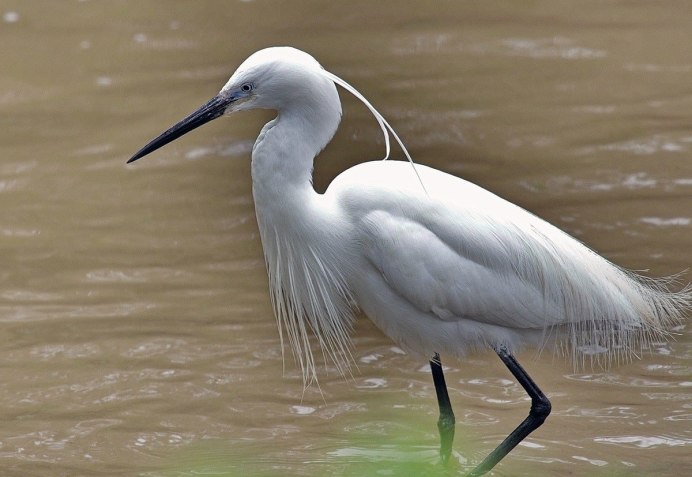 Цапля на одной ноге