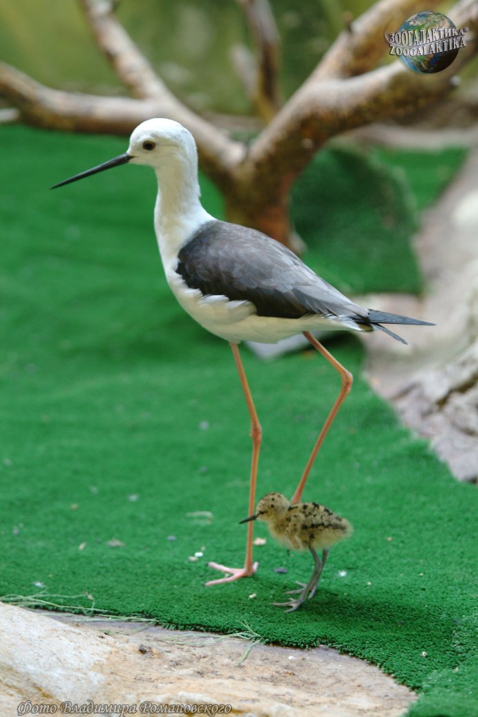 Кулик ходулочник птица