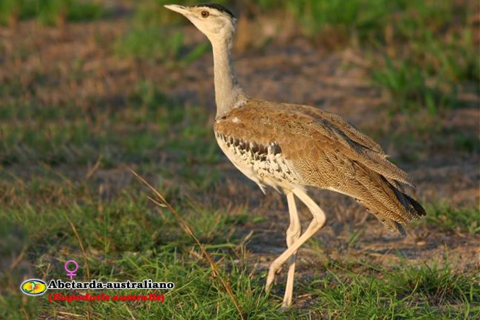 Птица-секретарь Sagittarius serpentarius