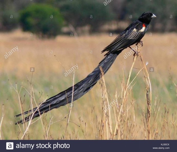 Кулик-ходулочник места обитания