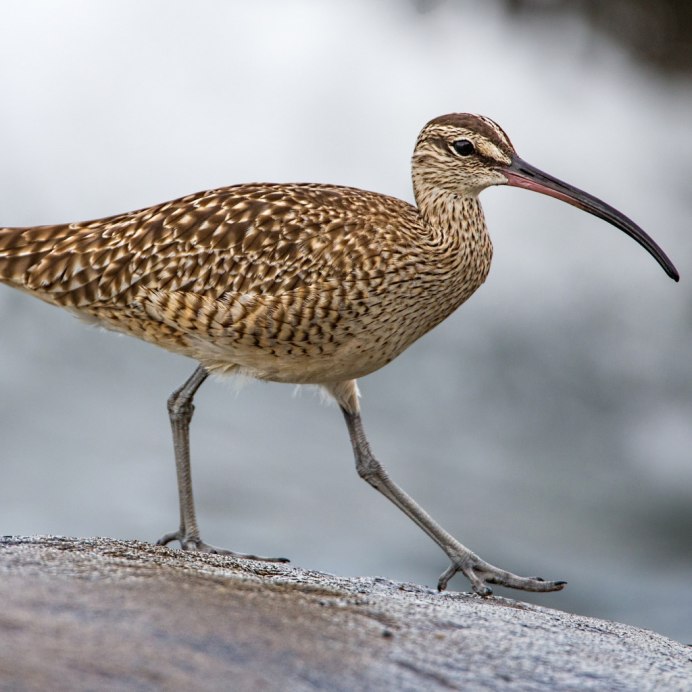 Кулик большой кроншнеп