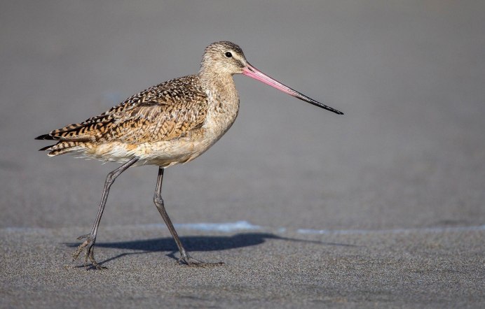 Пятнистый веретенник