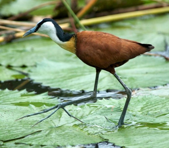 Желтолобая якана