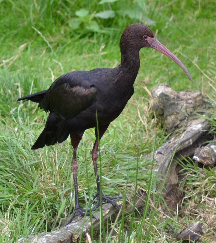 Птица длиннохвостый бархатный Ткач