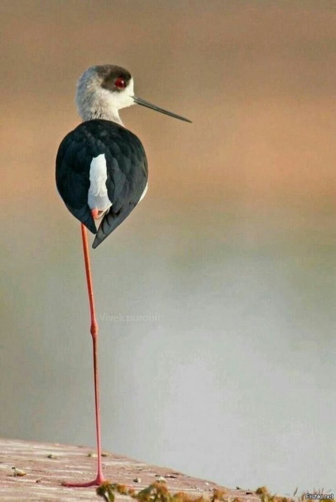 Кулик ходулочник