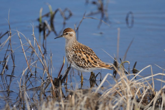 Птица Ибис Южная Америка